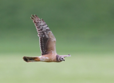 Voor Nederland een toch niet alledaagse soort. Na een niet al te best dagje fotograferen bij het Lauwersmeer, kwamen deze op de terugweg tegen, Dag weer goed. Foto gemaakt met Canon7D en 400mm lens.