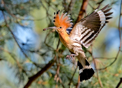 One of the most spectacular birds in Northern Europe. Annually monitor the Nemunas River Delta region.