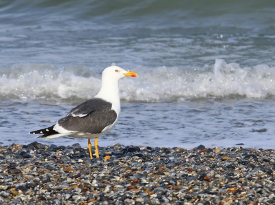 Mantelmeeuwen zaten hier genoeg. Deze vond ik wel mooi op dat kiezelstrand met de branding als achtergrond. Foto gemaakt met Canon7D en 300mm lens.
