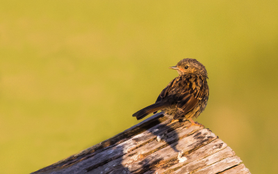 Deze grasmus in de avond zon gefotografeerd, hier gekomen door mee te gaan met Simon Post, ook iemand van Birdpix.