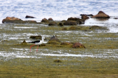 En dat in Nederland.... 
De vogels bevinden zich op een behoorlijke afstand. Toch komen ze heel af en toe gelukkig wat dichterbij.