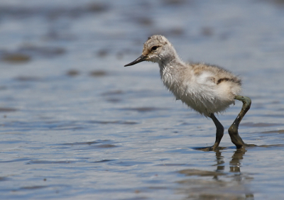Ook aan de rand van een industrieterrein en het Noordzeekanaal is volop vogelleven te vinden. Op hun veel te grote poten kwamen een aantal jonge kluten langswandelen terwijl ik ze rustig door het riet kon bewonderen. Als echte stadsvogels waren ze nergens bang voor!