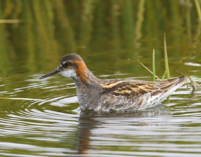 Hier nog een grauwe franjepoot van afgelopen maand. Foto gemaakt met Canon7D en 300mm lens icm 1.4 converter.