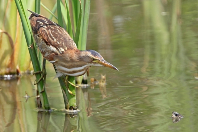 Bezig met dit woudaapvrouwtje, stak vlakbij ineens een kaspische beekschildpad het koppie boven water.  De daarop volgende actie van het woudaapje ging te snel voor een plaat, maar de schldpad kwam heelhuids weg