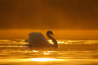 's Morgens heel vroeg op de fiets naar de ''Blauwe Kamer''. Op een gegeven moment kwam de zon op. Ik ging aan het water zitten met in mijn gedachten een tegenlichtplaat van een watervogel. Al vlug kwam er een kans.. enkele zwanen kwamen voorbij drijven.