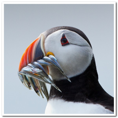 dit jaar naar de farne islands geweest om papegaaiduikers te fotograferen.wat een prachtige beesten zijn het toch