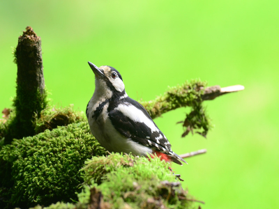 Mijn eerst foto in Birdpix, ben erg benieuwd.
Foto gemaakt vanuit vaste schuilhut waar ik me wekelijks heel wat uurtjes vermaak.