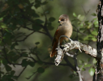 Misschien niet de beste foto, maar wel een soort die eigenlijk nog nauwelijks op birdpix staat. 
Tijdens een wandeling in een naaldbos kwam ik drie taigagaaien tegen (om eerlijk te zijn had ik op dat moment geen flauw idee om welke vogel het ging, daarvoor heb ik te weinig vogelkennis, maar thuis wel een goed boek ;)
De vogels bleven een tijdje in de buurt, waren helemaal niet schuw, maar wel erg beweeglijk en ze vlogen steeds een stuk verder. Ik heb ze een tijdje kunnen volgen, maar vaak gingen ze net achter een tak of in de schaduw zitten. Uiteindelijk is dit de beste foto. Ik vond het in ieder geval een bijzondere ontmoeting, ook omdat er verder tijdens de wandeling nauwelijks vogels aanwezig waren.