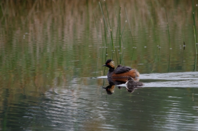 in de avond ben ik bij een ven gaan zitten en heb de geoorde futen bewonderd tijdens het voeren van de jongen