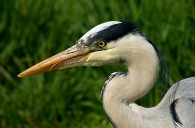 Onderweg op een landweggetje  zag ik deze reiger aan komen lopen en hij bleef mooi in de kant staan. Vanuit het auto  raam genomen met de telelens.