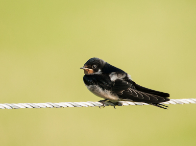 Genomen vanuit de auto op 5 mtr afstand.
De vogel zat heerlijk te zonnen op een staaldraad.