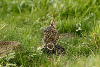 Na vele pogingen om een Goudplevier op de foto te zetten, 
eindelijk n die rustig bleef foerageren .
Hier een pier te pakken tussen de stenen .
Met mooie zicht op zijn gouden rug veren .