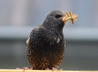 Deze foto heb ik gemaakt met mn 1e sp. reflex camera de D40 van Nikon. 't Dier zat op een schommelstelling op gele balk die ik zo vond storen dat ik die zoveel mogelijk heb weggehaald. 't Leuke vd foto zijn de meelwormen in zn snavel voor zijn/haar jonkies.