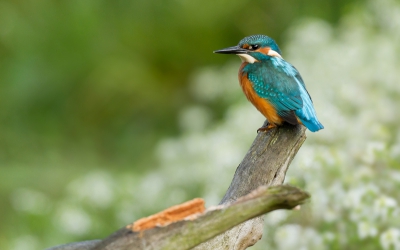 Een tijdje hier niets geplaatst. Ik zal jullie misschien vervelen met een ijsvogel, maar wel op een onbekende tak en een andere achtergrond :)