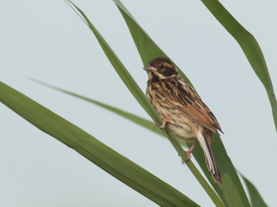 Met name de compositie zo in de bladeren vond ik weer eens anders vandaar dat ik deze foto plaats. Volgens mij is dit nog een juveniel Rietgors.