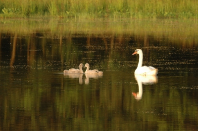Zwaan  met jongen in de avondzon deze foto heb ik gemaakt met mijn nieuwe lens, n van de eerste foto's die ik er mee gemaakt heb.
