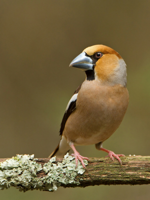 Persoonlijk vind ik dit een van de mooiste vogels in Nederland mede door die grote snavel.