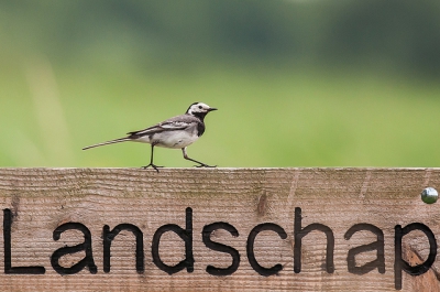 Een witte kwikstaart op het toeganshek van het Zuid-Hollands Landschap.