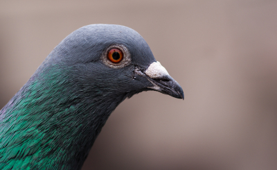 Gemaakt met een sony a330 en een 105mm macro.
Ikmocht zo dichtbij komen dat ik deze foto heb kunnen maken.
Geschatte afstand 50cm.