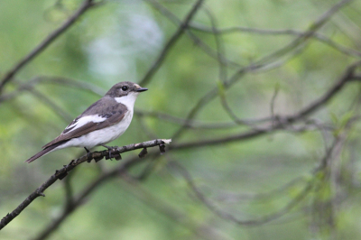 Twee maanden terug een hele serie foto's kunnen maken van een bonte vliegenvanger. Deze foto plaats ik, omdat ik het een mooie foto vindt van zijn natuurlijke habitat (in het bos) op de Utrechtse heuvelrug. De achtergrond maakt deze foto zeg maar;)