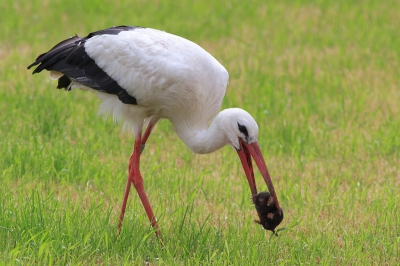 Deze Ooievaar was druk bezig met het pikken in de grond, tot deze zijn snavel in de grond drukte als een Grutto. Vol verbazing zag ik dat die een mol uit de grond trok! De Ooievaar had even nodig om de mol te doden of buiten bewust zijn te krijgen om het vervolgens in n keer door te slikken. Hele aparte ervaring!