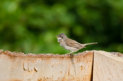 gister in de vogelkijkhut van het bargerveen geweest
ging deze grasmus daar op het hek zitten te zingen