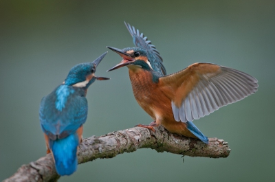 Mijn eerste foto hier op Birdpix. Anderhalve week geleden genomen bij de veelbesproken stok in de Oostvaardersplassen. Terwijl ik de ene ijsvogel aan het fotograferen was, kroop de tweede vogel vanaf links mijn kader binnen. Een moment van nog geen 5 seconden, 12 keer afdrukken en uiteindelijk 2 scherpe foto's waarvan ik dit de mooiste vind.
Ik heb deze soort al wel eerder gefotografeerd, maar niet met zoveel actie. Voor mij een schitterende ervaring die ik graag met de liefhebbers wil delen.