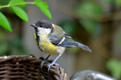 Nadat m'n sperwer vandaag begrijpelijk was afgekeurd moet ik die nog maar eens opnieuw laten bewerken en oefen ondertussen op de huis, tuin en keukenkoolmees.