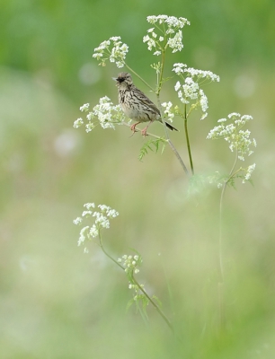 zelfde vogel maar andere uitsnede, portretvorm...laat aan jullie over welke het best overkomt...