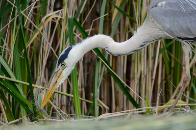 Tijdje geleden dat ik iets geplaatst heb hier. Ben momenteel actiever op NP. Terugkomend van een rondje insecten kon ik deze Reiger niet zomaar laten lopen. Het beest was op jacht en stoorde zich niet aan mij dus ik kon lekker dichtbij komen. Dit is dan ook geen crop.