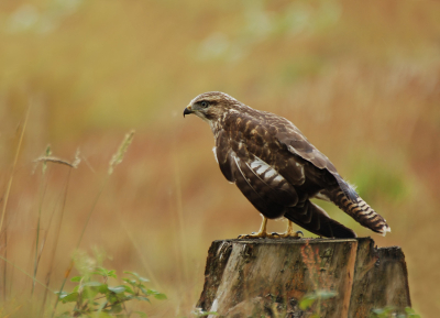 Kwam deze buizerdfoto nog tegen in oude map.
Deze buizerd zat bij een vennengebied op de uitkijk op een boomstronk. Heb alleen deze foto kunnen maken omdat hij me in de smiezen had. Volgens mij is ie hier een stretchen...