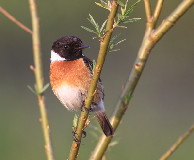 Soms wil het ook eens mee zitten tijdens het fotograferen. Deze RB zat lekker stil en het licht werkte ook goed mee, waardoor de vogel mooi vast gelegd kon worden.