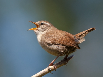 Waar ik me elke keer over verbaas is als ik een Winterkoning hoor zingen, hoeveel geluid er uit zo'n klein vogeltje komt. Maar mooi is het wel!
Meer op de site http://verlaat-fotografie.nl/recent.html

Groet,
Andr