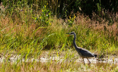 Aan de overkant van een klein ven stond deze reiger te vissen.