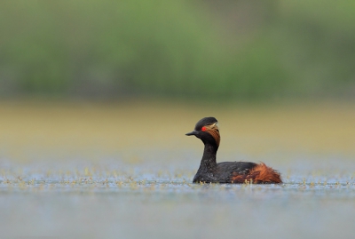 Vanuit een drijvend hutje, gehuld in een 2de hands amfibisch gevechtspak van de sascommando's. Opvallend hoe makkelijk de vogels zich met deze constructie lieten benaderen. Lichtbewolkt