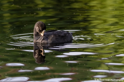 Dit meerkoet jong was aan het rond dobberen in een vijver. Het was een bewolkte dag.

Is een opname met mijn nieuwe lens 300mm f4 die ik aan het testen ben