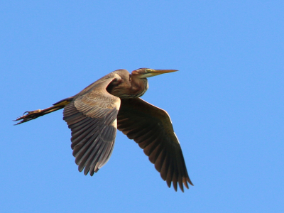 Een paar uurtjes in het riet bij Ameide om deze tijd van het jaar levert altijd wel een mooi plaatje van de purperreiger