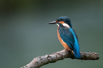 Wat deze foto voor mij bijzonder maakt is het licht op de ijsvogel. Doordat het begon te waaien kwamen de bomen achter de kijkhut even in beweging. Hierdoor kwam in een fractie van een seconde het lage zonlicht op de ijsvogel neer, terwijl de achtergrond nog schuil ging in de bewolking.