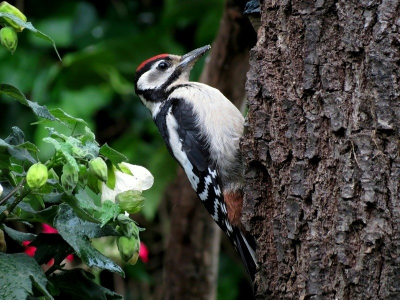 Sinds kort hebben we dagelijks deze nieuwe gast in de tuin. Uiteraard is deze zeer welkom