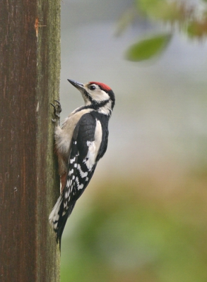 Dit jaar komt ook een  jonge  grote bonte specht naar mijn tuin op bezoek.  Eerst kwam hij met zijn ouders en daarna vind ik hem alleen in de tuin.
Het is altijd een plezier in de voorzomer, om naar ze te kijken!!