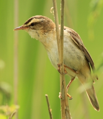 Wandelend over een pad liet deze vogel zich mooi fotograferen