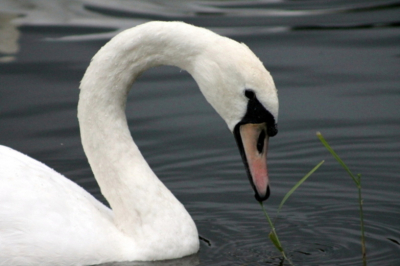 Regenachtig moment. De knobbelzwaan die een stukje riet eet.