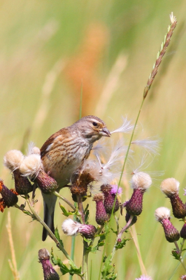 Niet echt een vogel waar je voor naar de zee gaat maar liet zich erg goed bekijken. Totaal niet schuw.