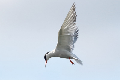 Prachtige vogeltjes, maar het bidden vind ik persoonlijk niet zo mooi uitzien, het hele lichaam is in beweging, terwijl bij valken alleen de vleugels in beweging zijn.
