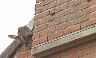 Tot mijn grote verbazing zag ik de gierzwaluwen steeds lager over de tuin scheren. Keek eens over de schutting en zag ze bij de buurvrouw onnder de dakpannen gaan. Me een tijd ermee vermaakt. Maar wat een snelle vogels!!!