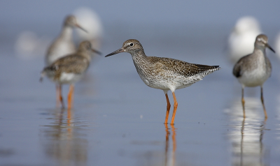 Deze foto kon ik vorig jaar maken op een dagje dat ik samen met Hendrik van Kampen foto's op het wad maakte. Ik kon die dag leuke foto's maken waaronder de eerder geplaatste foto van Tureluurs die ook ik het Birdpix boek deel 8 kwam. Dit is een foto uitdezelfde serie.