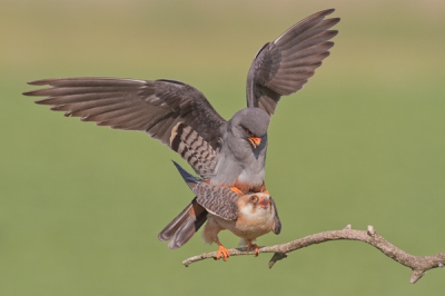 De Roodpootvalkjes hebben elkaar gevonden en houden met veel plezier en lawaai de soort in stand.
Foto drie uit een serie van vier.