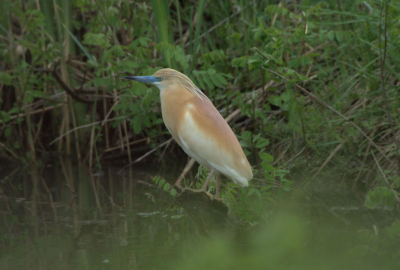 Dez kwam in een slootje zitten toen we Sterns aan het determineren waren. door het riet heen kon ik hem fotograferen