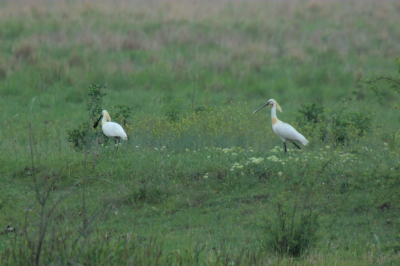 waren naar natuurgebied in oosten van Hongarije. Hortobatsie. prachtig natuurgebied. veel reigersoorten