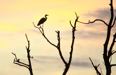 Deze foto kon ik ruim een week geleden maken bij een plasje met allemaal dode bomen aan de oever. Er was die avond niet echt veel te beleven en de lucht was ook niet echt mooi, maar gelukkig ging deze Blauwe Reiger nog even in de top van n van de dode bomen zitten en kon mijn vader de auto zo neerzetten dat ik toch nog een beetje een mooi gekleurde achtergrond kreeg.